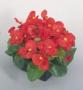 Seminte profesionale Begonia semperflorens - Ghetisoara - imagine 48962